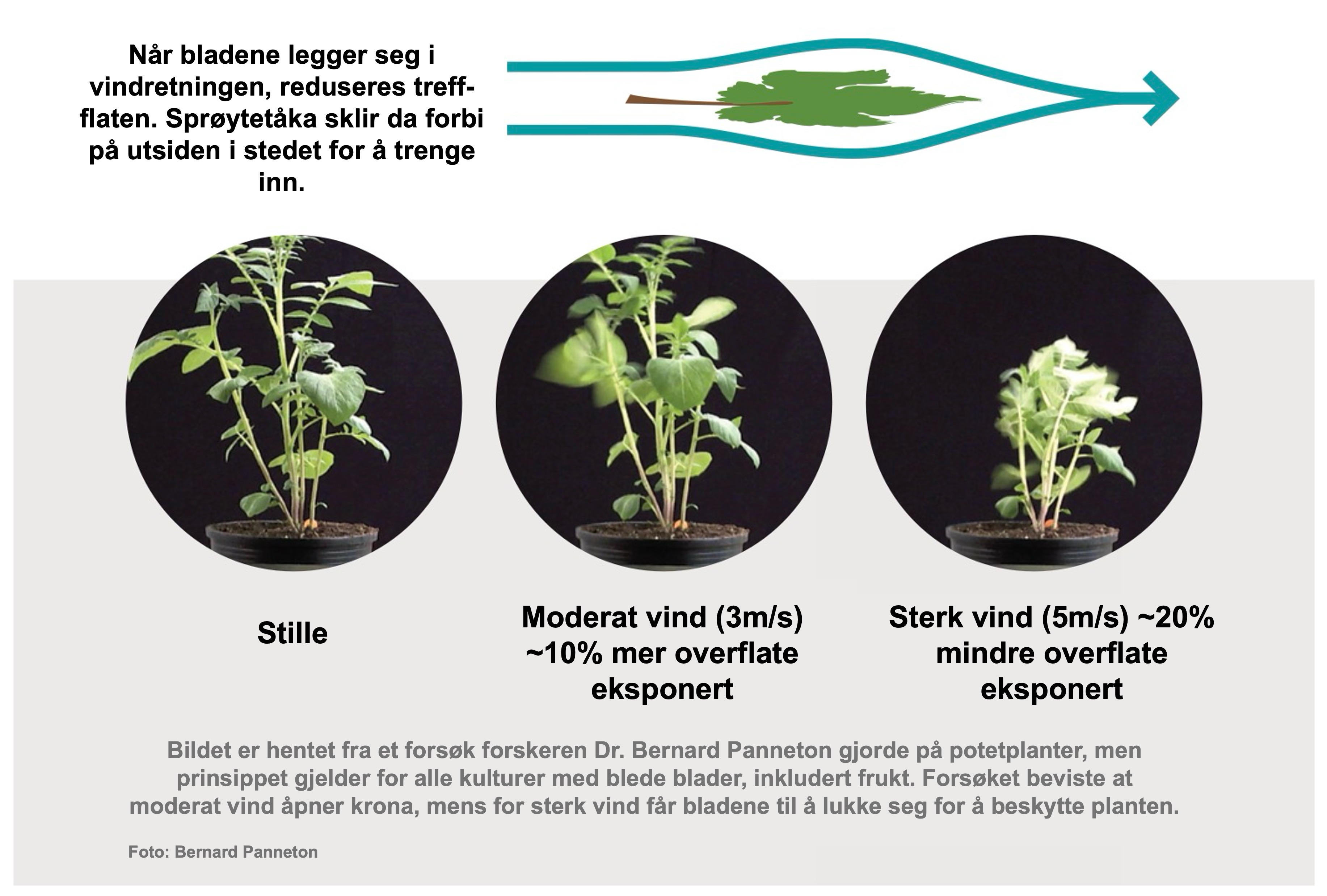 Forsøk som viser at sterk vind får planter til å lukke seg