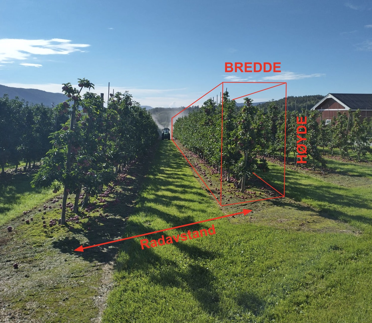 Illustrasjon av tre-radvolum som en tenkt 3D-boks rundt treet